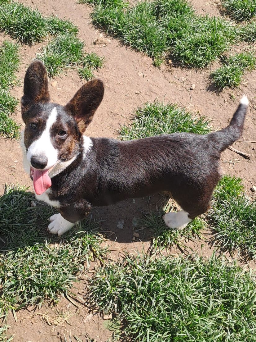 **DOLAR** Welsh Corgi Cardigan xxs gotowy do zmiany opiekuna