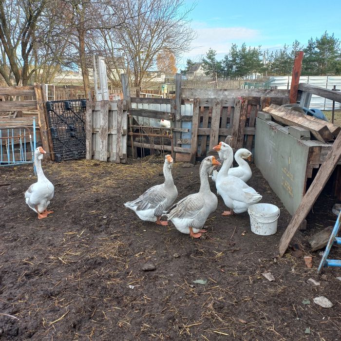 Продам гусаків холмогорів або поміняю на гуску
