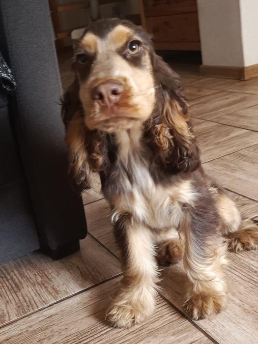 Piesek Cocker Spaniel