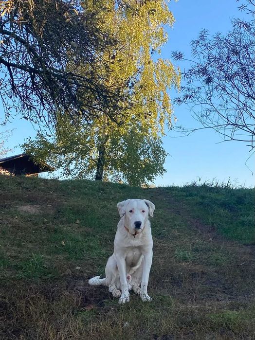 Bianco - młody pies szuka najlepszego domu