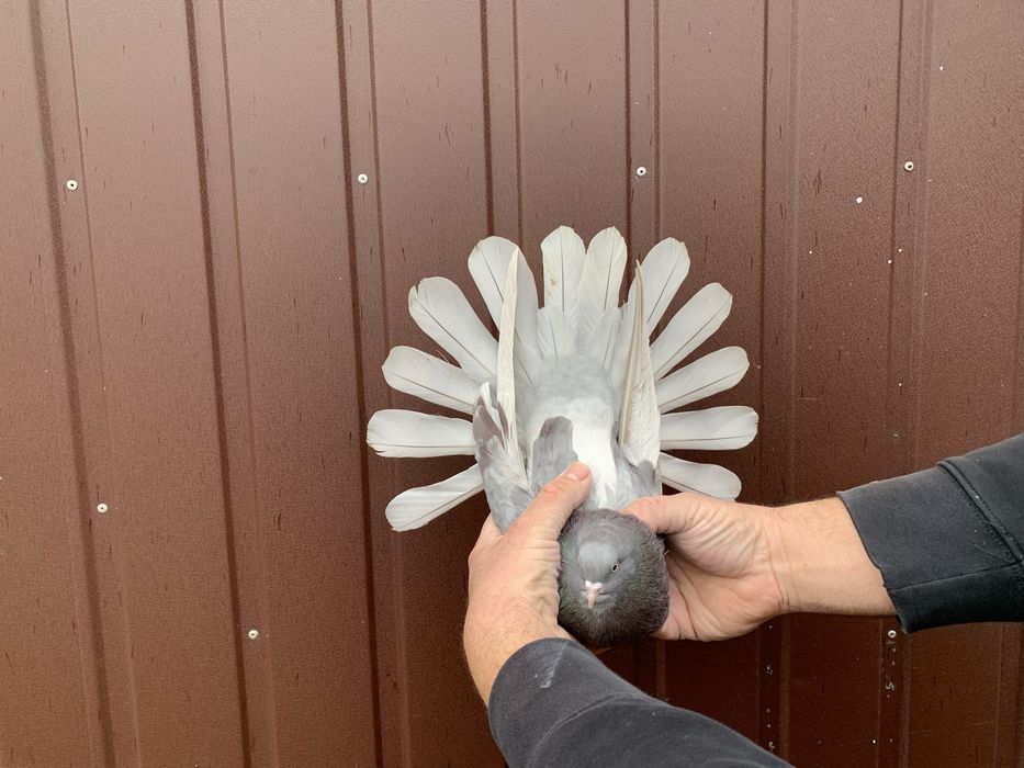 Orlik, orliki lubelskie bure