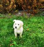 Golden retriever