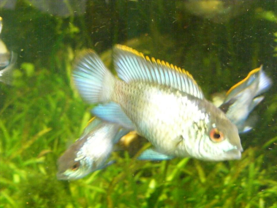 GB Akara Electric Blue - hodowla własna!