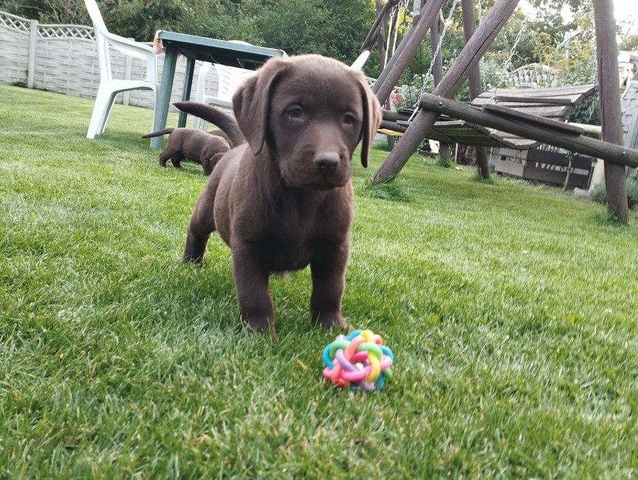 Labrador retriever - suczka czekoladowa