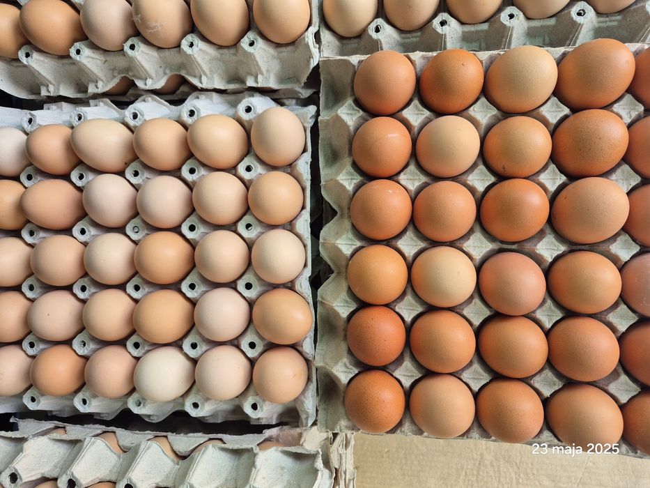Jajka wiejskie Hurt Detal