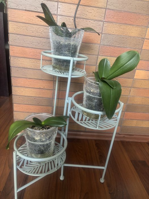 Kwietnik stojący palma