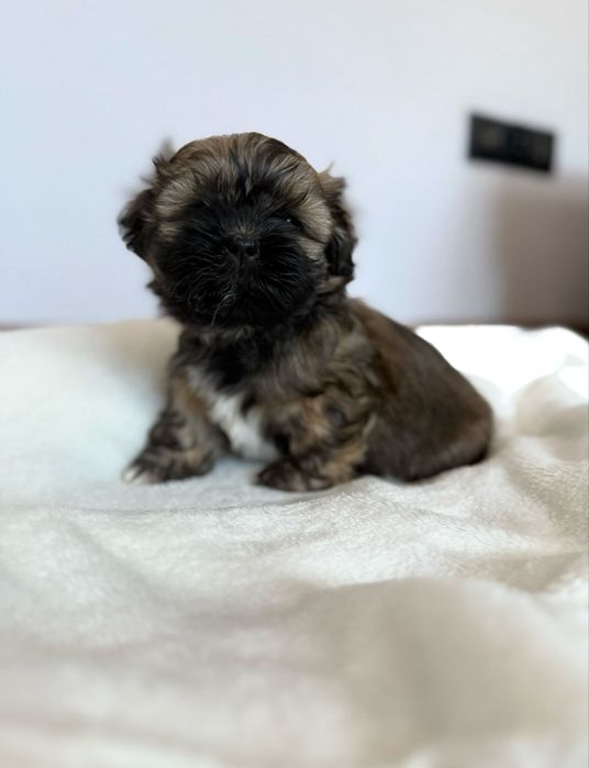 Piękne Shih tzu, czekoladowy piesek!