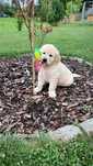 Piesek Golden Retriever