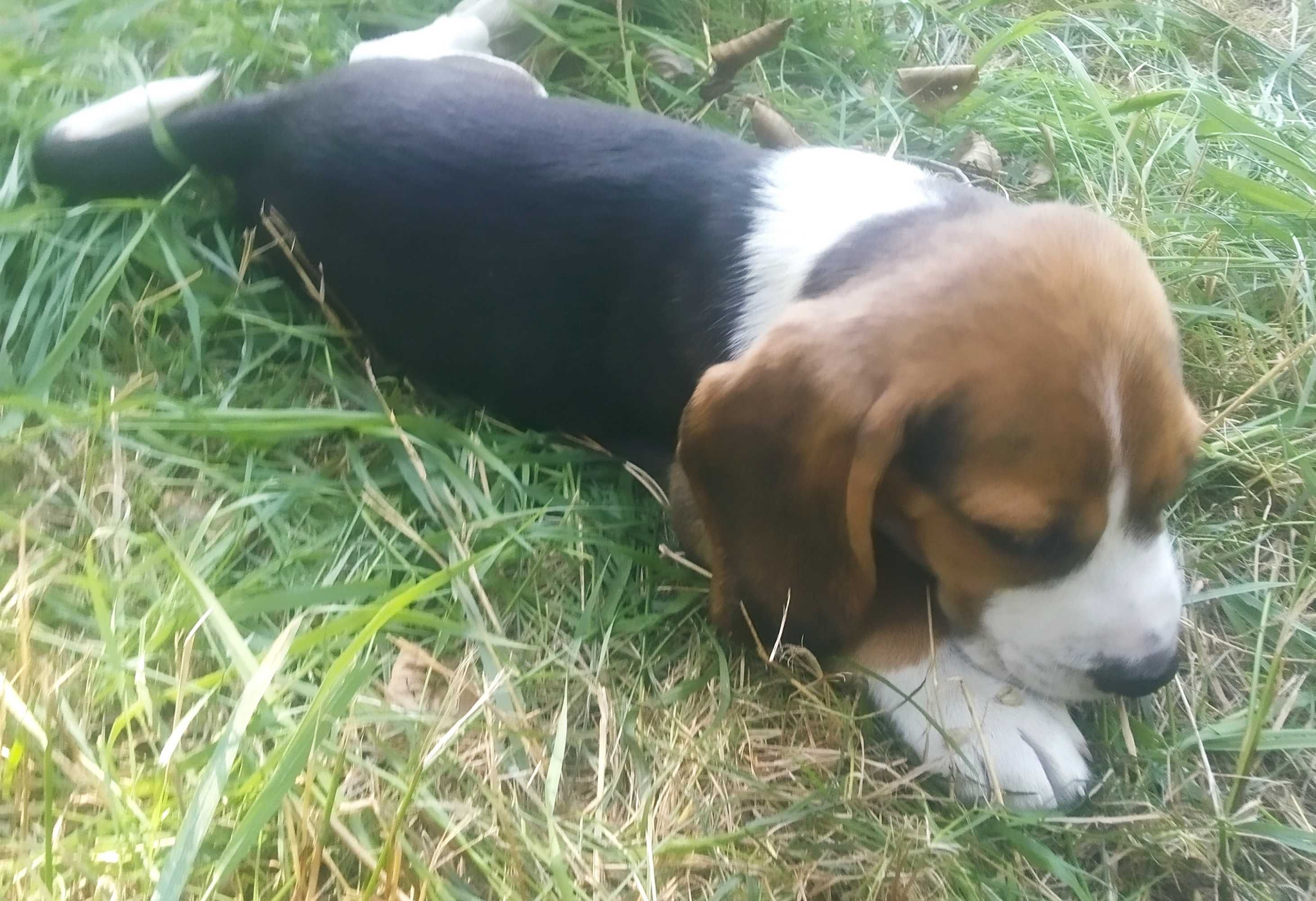 Beagle z rodowodem szczenię