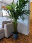 Planta Areca bambu com 150 cm + vaso de ceramica