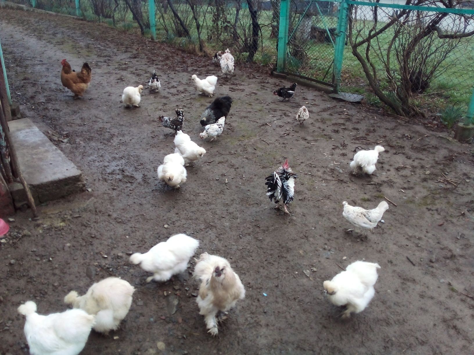 Продам кури Кучерява Бентанка та Білі Пухові. Гарні несучки і квочки..