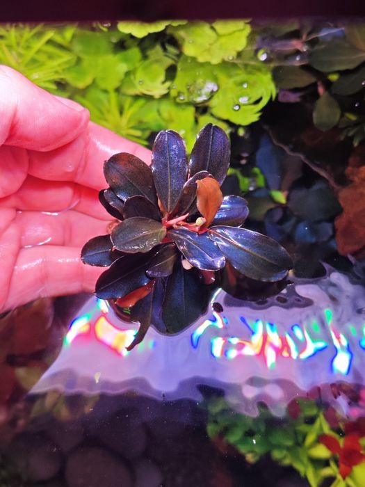 Bucephalandra sadzonka