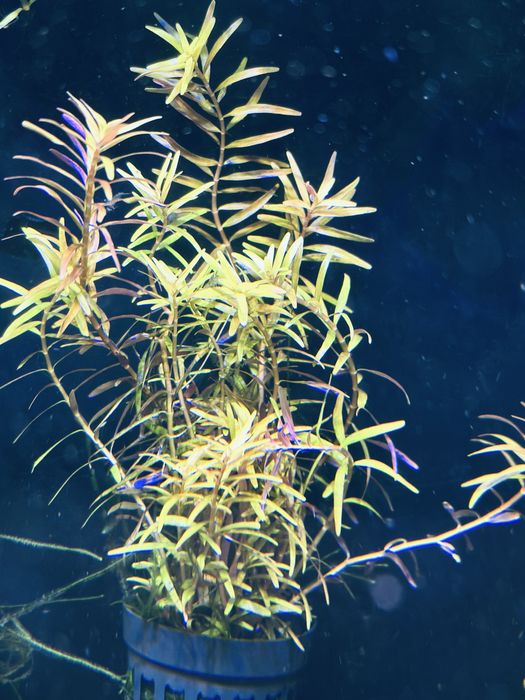 Venda de vasos com musgo para aquario