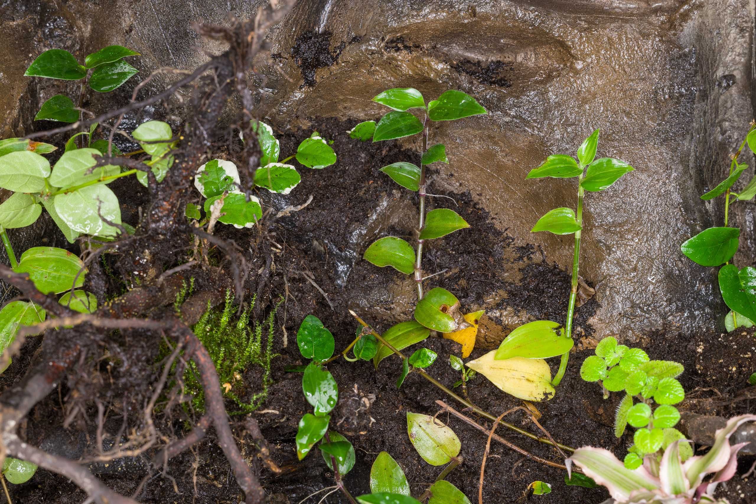 Terrarium tropikalne aktywne biologiczne