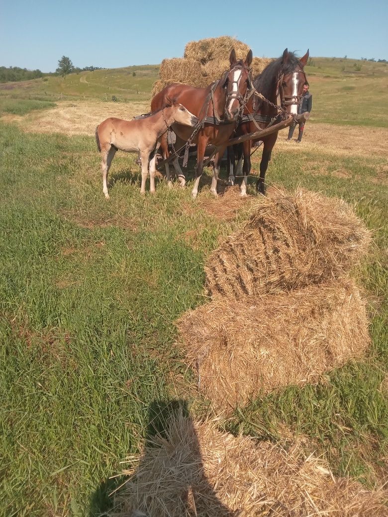 Продам коней зпідводою