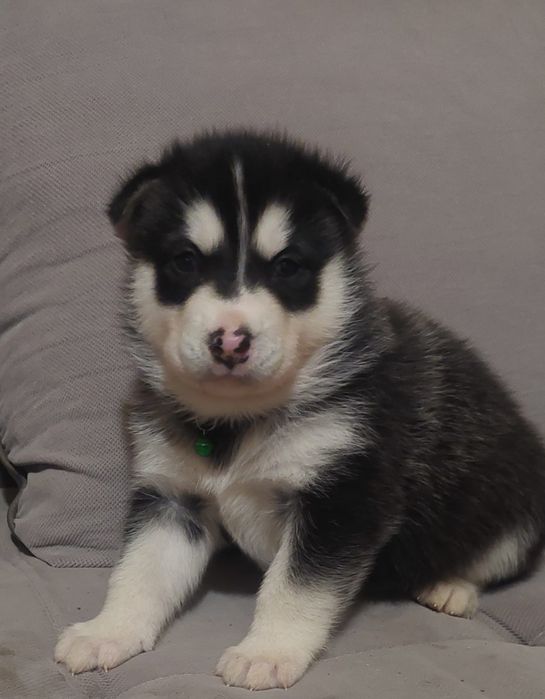 Piesek Alaskan Malamute
