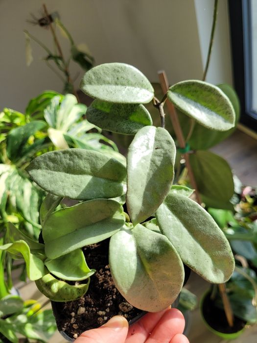 Hoja/Hoya Carnosa Grey Ghost
