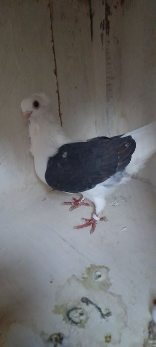 Sprzedam gołębie rasowe