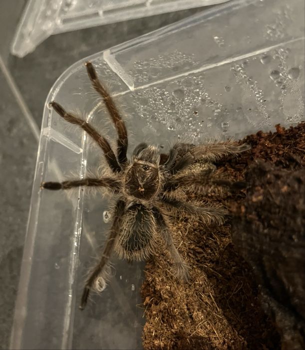 Nicaragua (5DC  na sprzedaż)