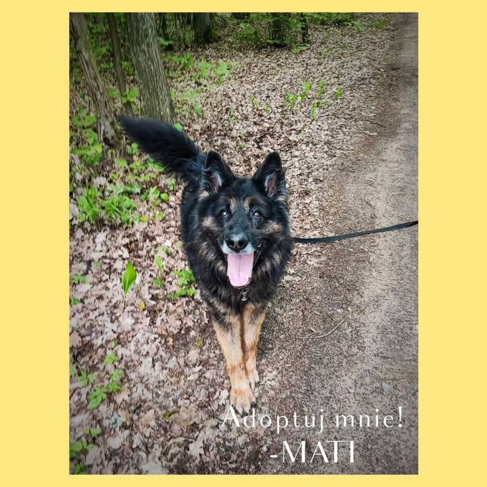Mati - pies w typie owczarka niemieckiego do adopcji