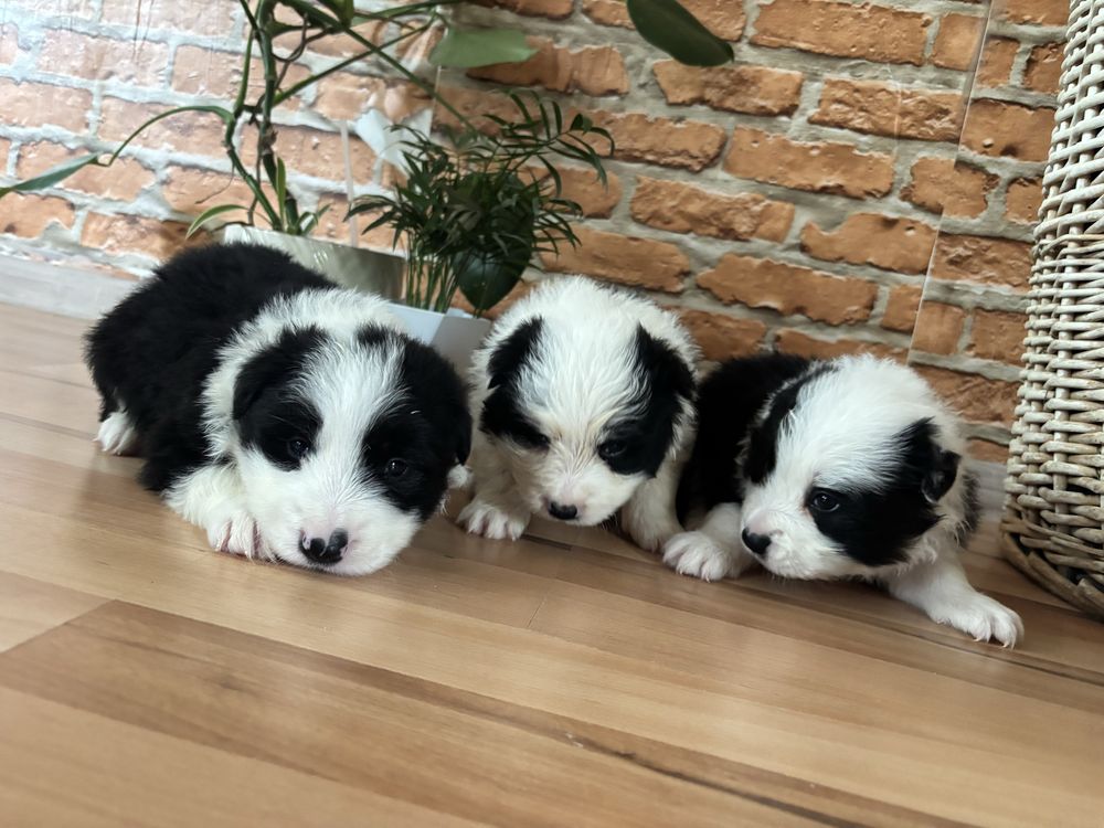 Border collie suczka z rodowodem