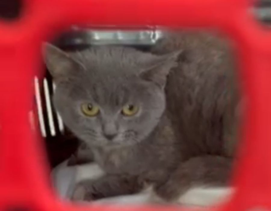 Котята британские  метисы ДНЕПР