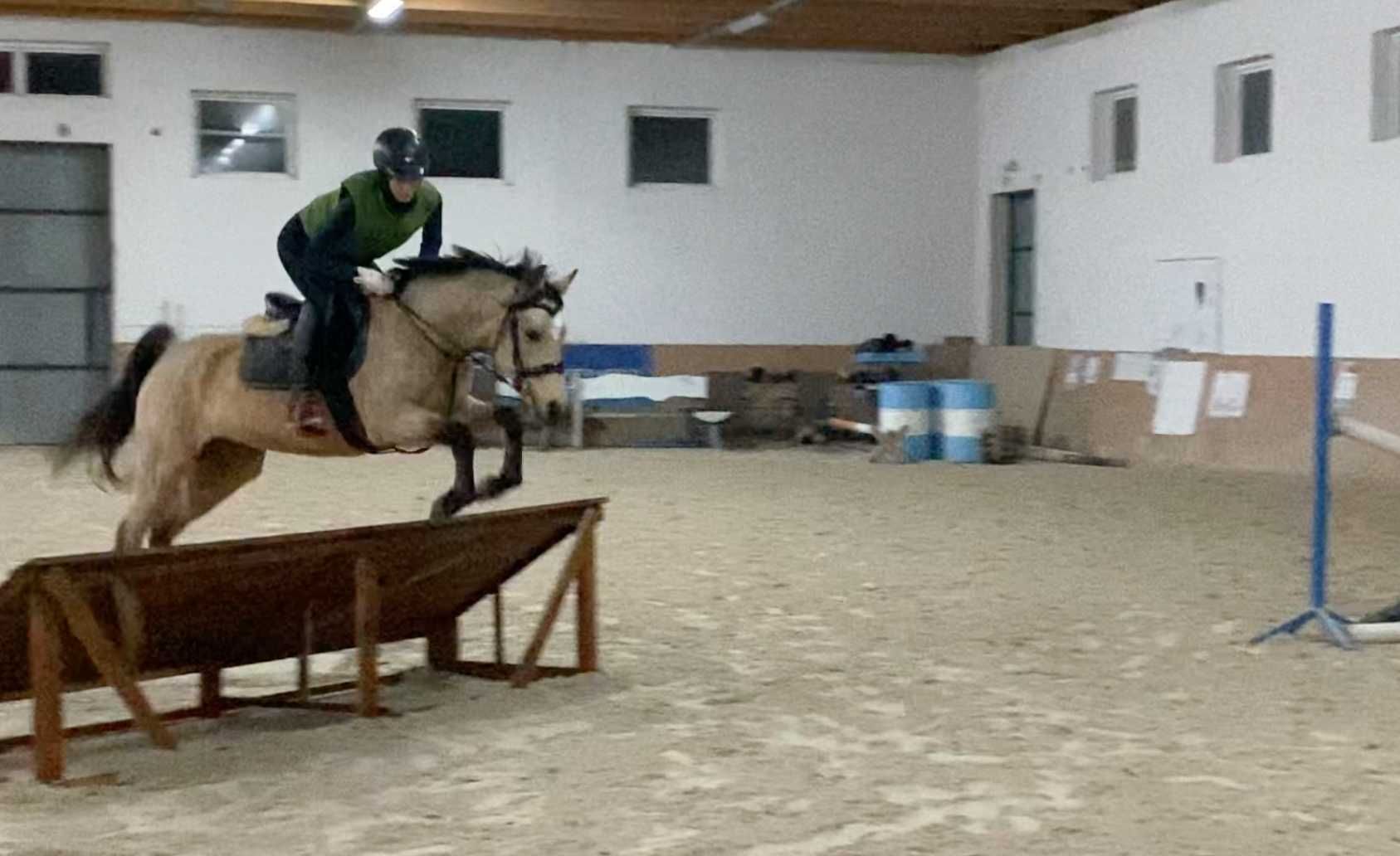 Ambitny kuc szuka jeźdźca do współdzierżawy