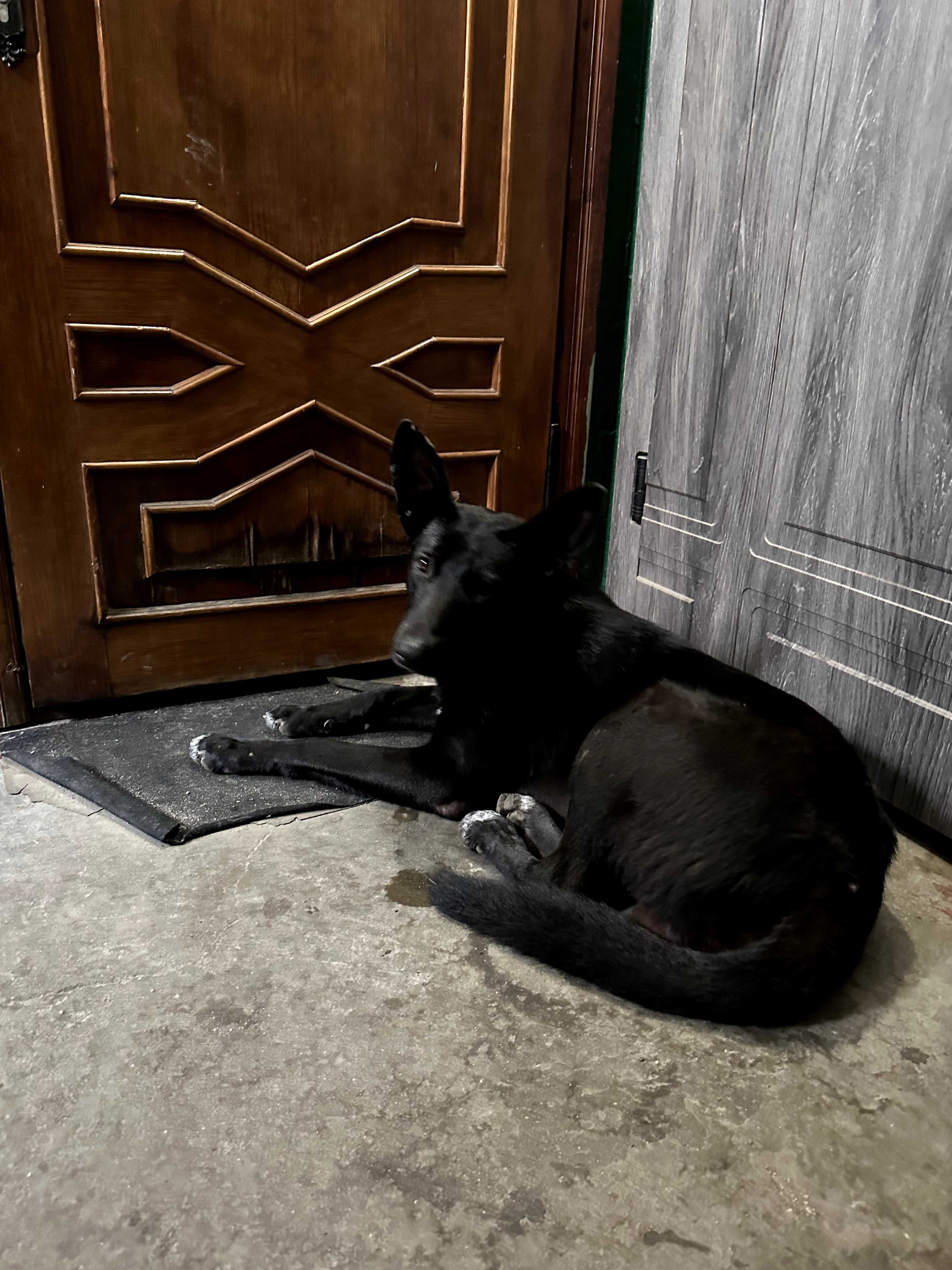 Знайдена велика чорна собака, хлопчик, м.Одеса, Приморський район