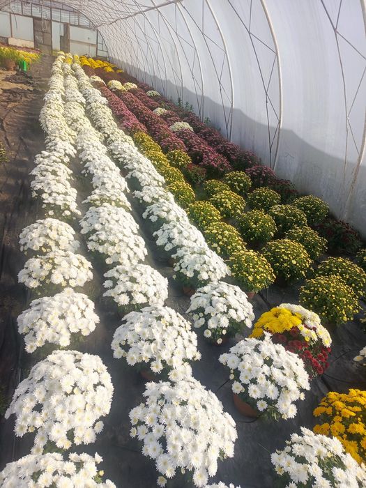 Chryzantemy drobnokwiatowe