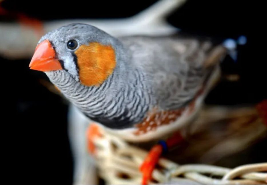 Mandarins para voar alto