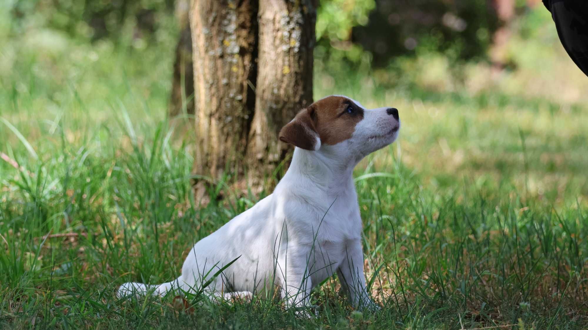 Jack Russell Terrier  ZKwP FCI - śliczna suczka PIPI- juz odbiór