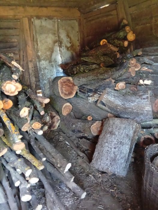 Продам дрова садові яблуня.