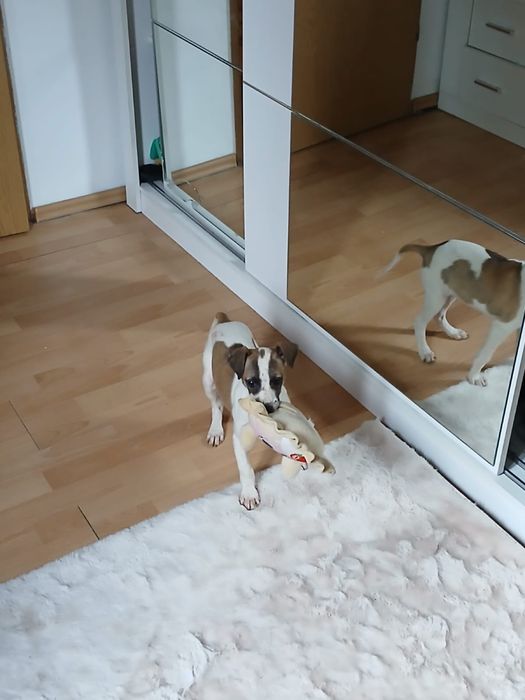 Chart Angielski Whippet śliczny piesek