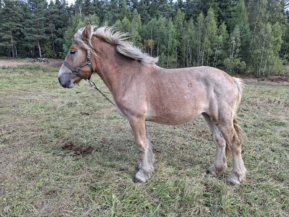 Sprzedam zrebicę zimnokrwistą