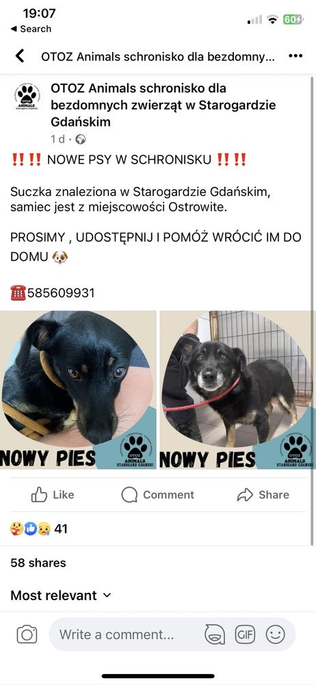 Znalziono psa ( suczka i pises jeden w Ostrowite)