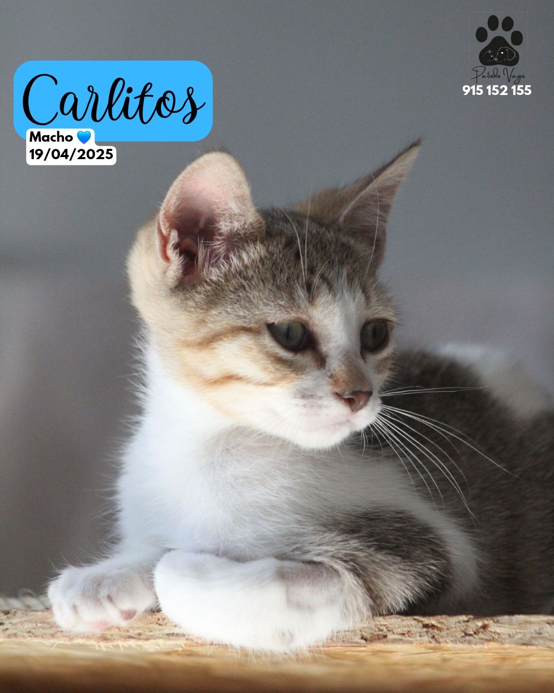 Gatinhos já castrados para adoção responsável