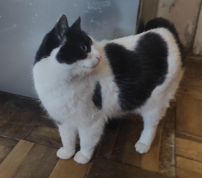 Кошка с сердечком на боку