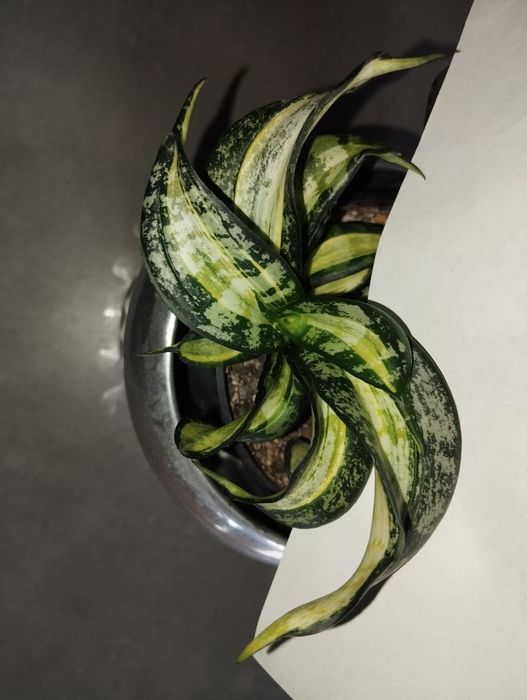 Sansevieria Spiral Star sansevieria hahniiSilver Frost