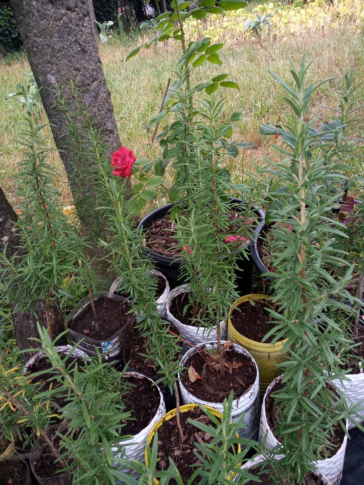 Plantas de maracujá, alecrim, sobreiros, carvalhos e glicínias