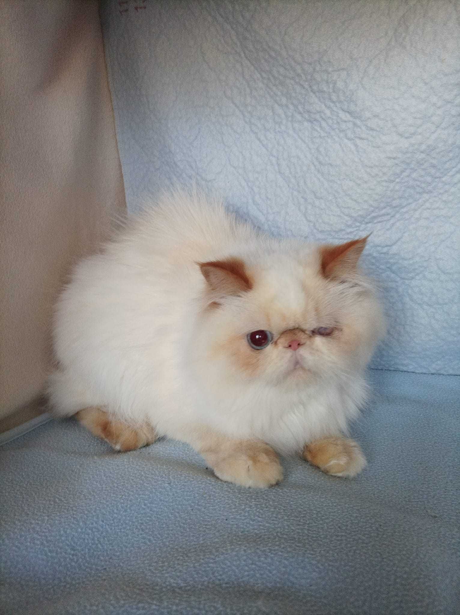 Персидский хлопчик