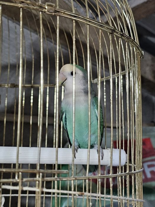 Agapornis domesticado