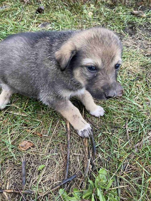 Вiддам симпатичних цуценят