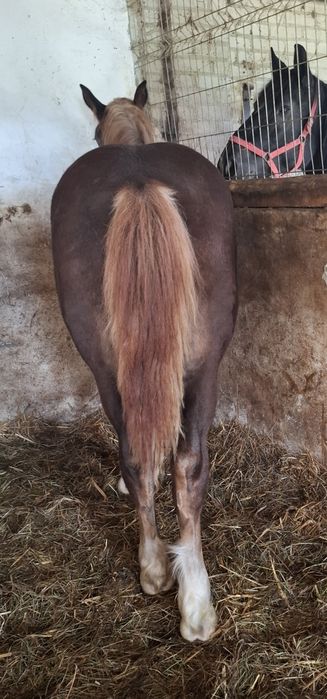 Źróbka zimnokrwista