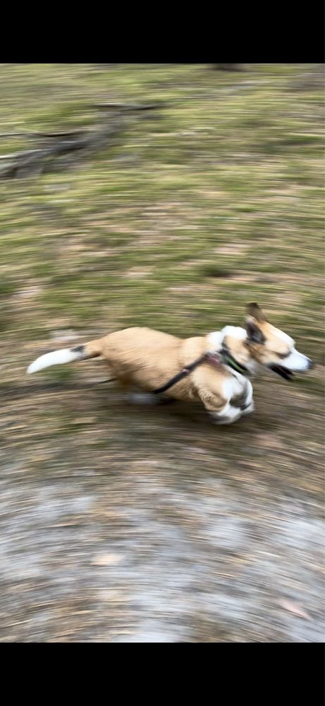Pikuś cudny piesek w typie Corgi do adopcji