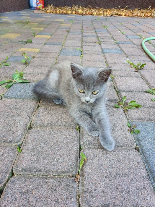 Котики в добрі руки