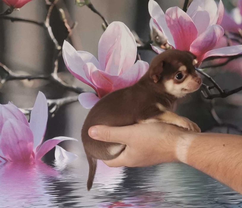 Cudowna dziewczynka rasy CHIHUAHUA !