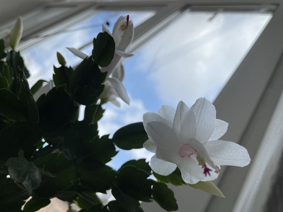 Шлюмбергера (різдвяник)