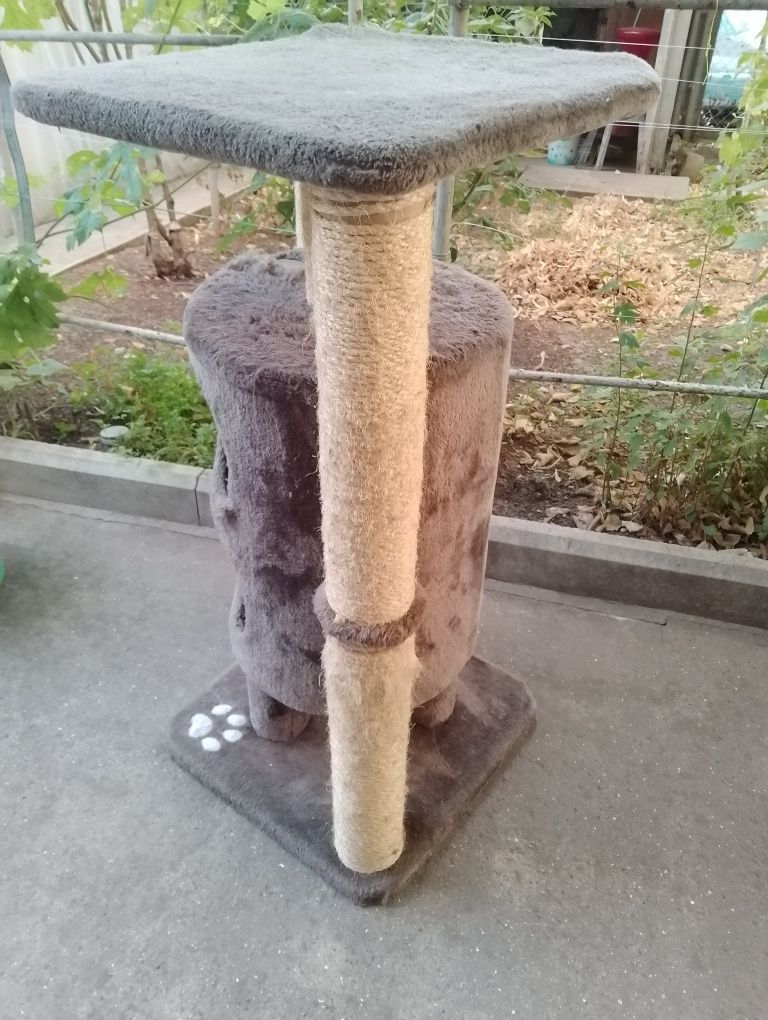 Кошачья когтедралка .