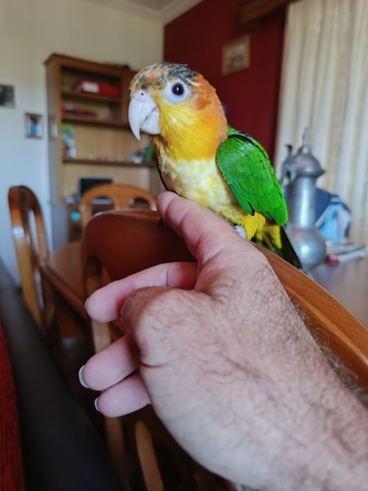 Agapornis criados a mão.