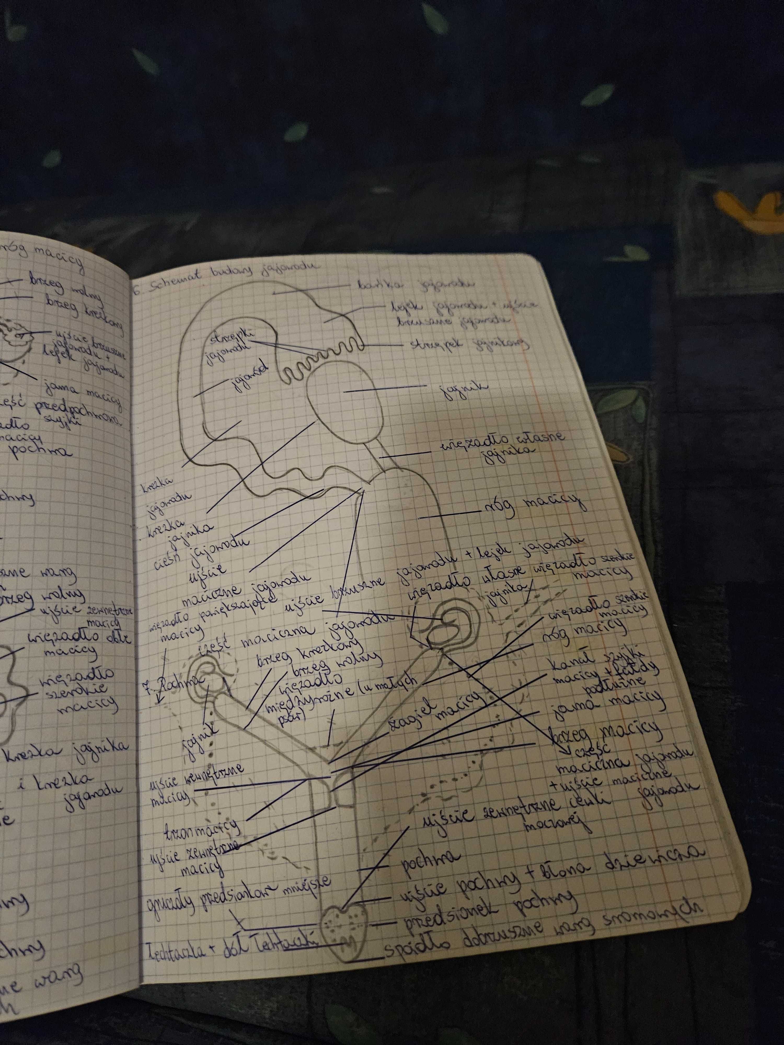 Anatomia zwierząt